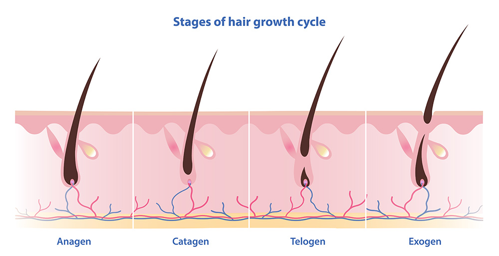 Stages of Hair Growth | Hair Growth Cycle | Telogen Phase of Hair Growth